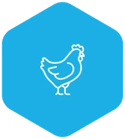 Avícola