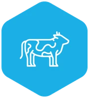 Bovino